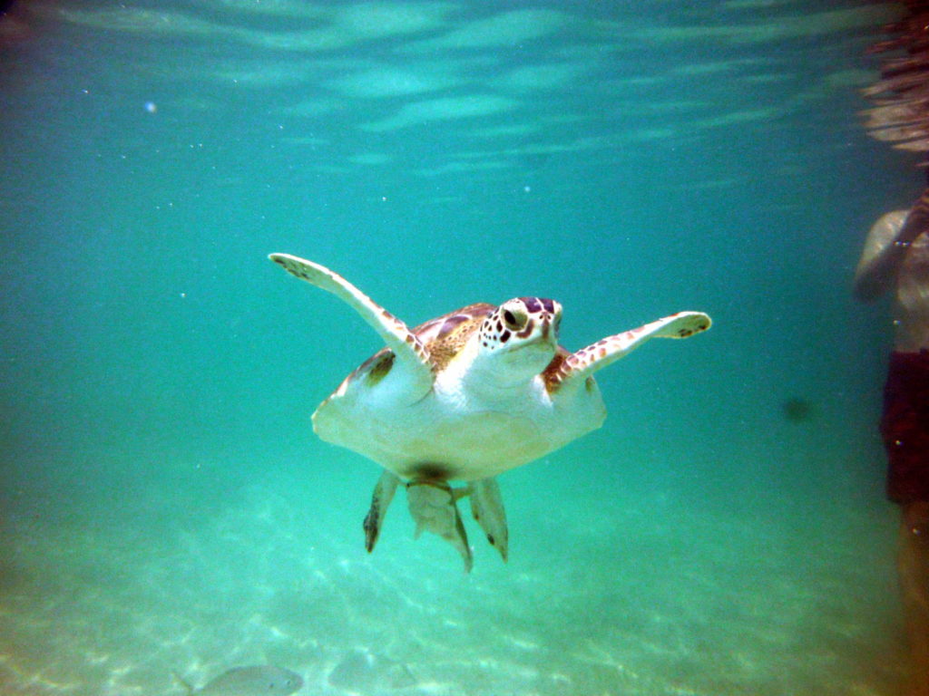 Coco Bay Green Turtle Cay