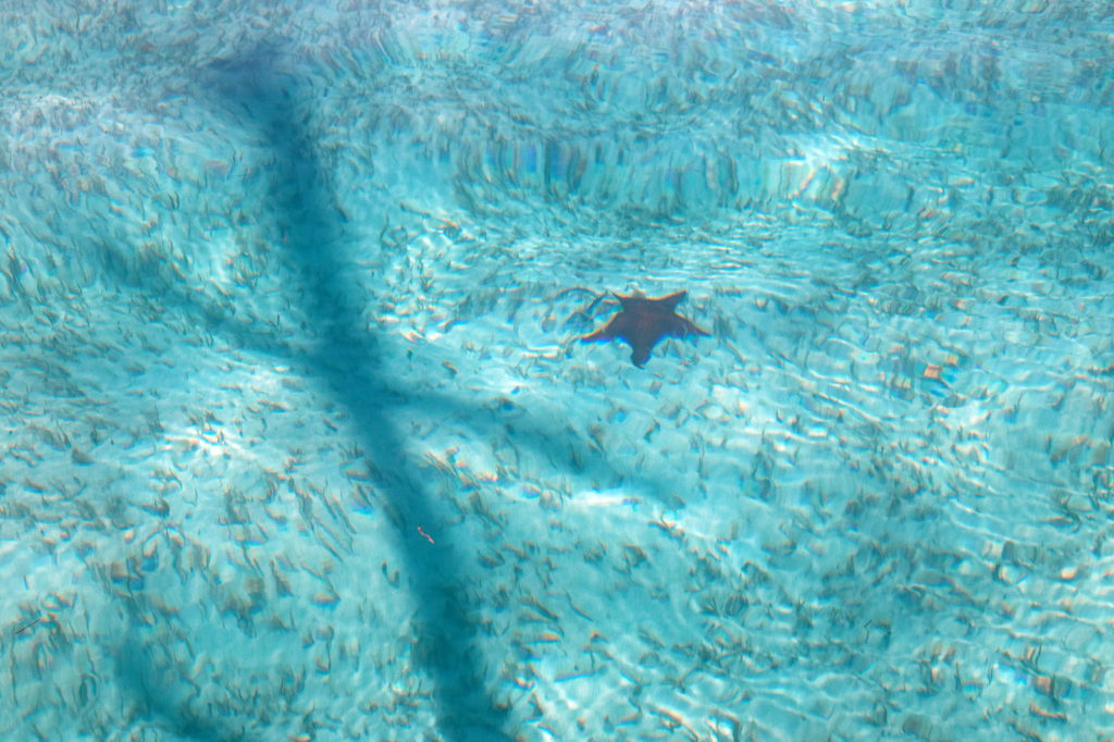 Starfish on little Bahama Bank