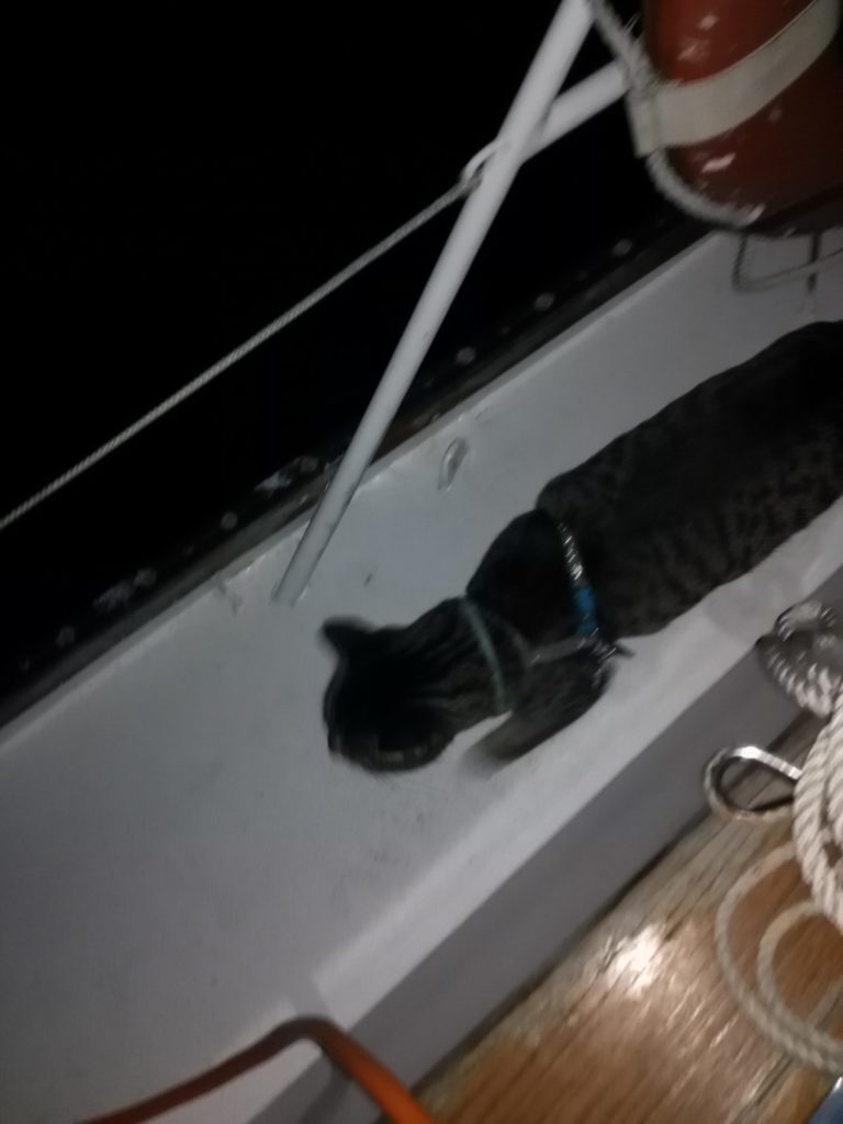 Cat boards sailboat at Cooley's Landing